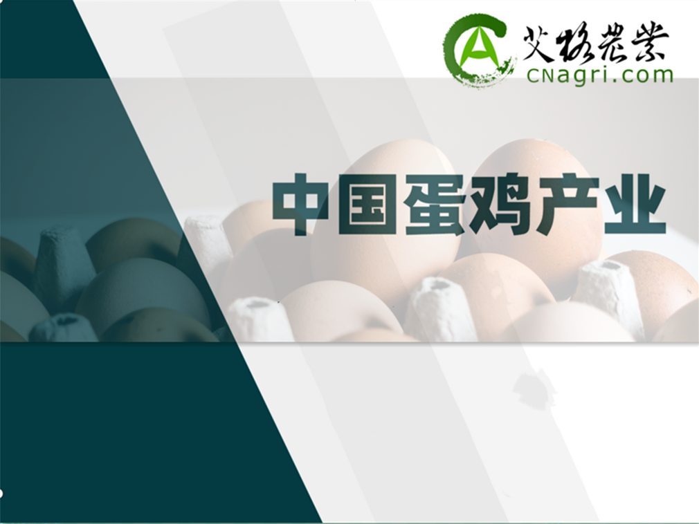 中國蛋雞產業研究及投資分析報告（2024/2025年度）